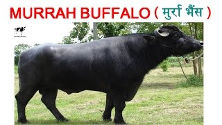 Murrah Buffalo  Highest Milking Buffalo in India  भारत की सबसे ज्यादा दूध देने वाली भैंस [upl. by Magdalene706]