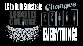 Liquid Culture Inoculation of Bulk Substrate is Possible [upl. by Dunton]