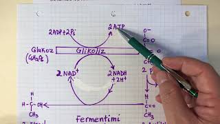 Tre Menyra te Frymemarrjes Anaerobe [upl. by Imef279]