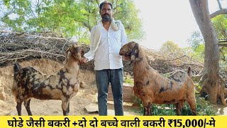 ₹15000How to Start goatfarming।Indias largest goat farmiLakshitaGoatFarmRajasthan [upl. by Yelsnia]