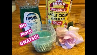 How To Get Rid of Gnats Inside The House [upl. by Jdavie698]