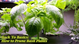 Back To Basics How to Prune Basil Plants [upl. by Lyrem]