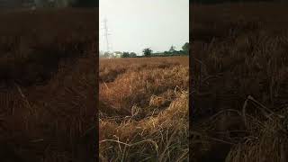 sr110 paddy results farming agriculture subscribe [upl. by Melise]