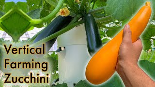 Vertical Farming with Zucchini [upl. by Akoyn]