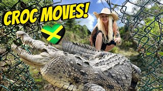 Dangerous Croc Moves in Jamaica Holland Bay Crocodile Sanctuary Mission [upl. by Obadiah284]