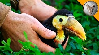 Rescued Baby Toucan [upl. by Stoops400]