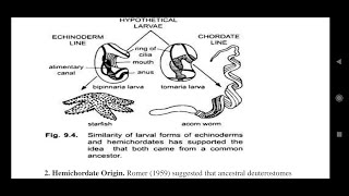 Origin evolution and adaptive radiation of chordates hemichordates and urochordates theory Msc [upl. by Siurtemed]