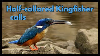 HALFCOLLARED KINGFISHER calls [upl. by Dusza]