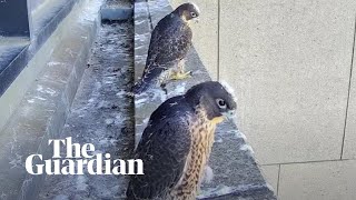 Melbournes livestreamed peregrine falcon chicks take flight [upl. by Regen837]