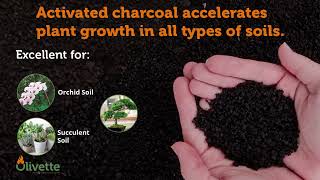 OLIVETTE Horticultural Charcoal  Activated Charcoal for Plants Terrariums Organic USDA Certified [upl. by Rehpotirhc]