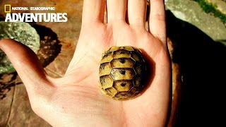 🐢 Small Greek Tortoise Testudo Graeca  Spurthighed Tortoise 🐢 [upl. by Onitsirc]