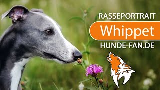 ► Whippet 2019 Rasse Aussehen amp Charakter [upl. by Ainattirb567]