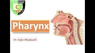 Anatomy of Pharynx [upl. by Sergias143]