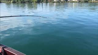 Upper Niagara River Walleye fishing with FishIn Niagara August 2020 [upl. by Neicul]