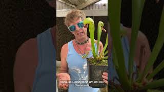 Cobra Plant Darlingtonia Care and Seed Sowing [upl. by Reo]