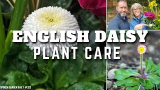 English Daisy Care  Plant Chat Friday  SGD 325 [upl. by Dragde]