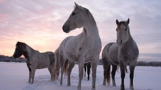 Hiiumaa in January Nordic winter fairytale in Estonia [upl. by Zorana]