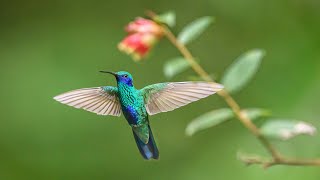 Sparkling Violetear hummingbird  Northern Peru [upl. by Marcellina]