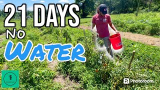 How My Garden Survived 3 Weeks w NO WATER [upl. by Lorianne]