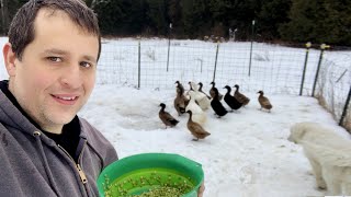 The Special Food I Feed Ducks in Winter [upl. by Thurmann594]