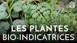 Les plantes bioindicatrices [upl. by Natan]