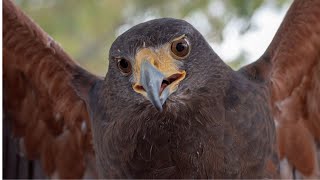 Hawk Sounds  Hawk Sound Effects  Red Tailed Hawk Noises  Hawk Screech  Hawk Calls No Music [upl. by Karlee673]