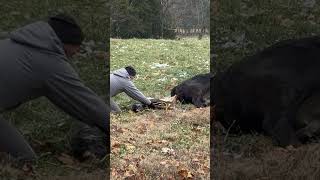 Watch as Farmer Saves a Calfs Life in Real Time  Midwest Homesteading farming cow farm [upl. by Netsryk198]