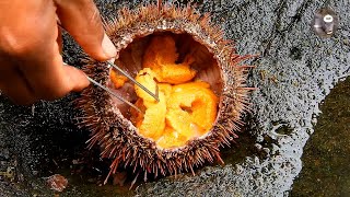 Como abrir un erizo de mar  How to catch a sea urchin [upl. by Syramad]