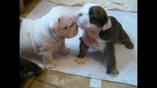 4 week old English bulldog pups trying to walk and play [upl. by Yar]