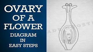 How to draw ovary of a flower in easy steps  ncert class 10  Biology CBSE X science [upl. by Akiam]