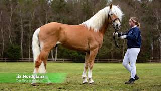 Hengstpräsentation PonyPark Padenstedt Wolfgang Kreikenbohm Haflinger Deckhengste Reinzucht [upl. by Kcirdnekel73]