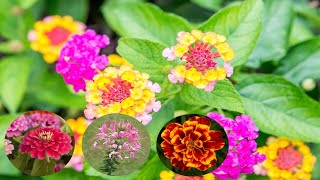 10 Best Annual Flowers That Can Tolerate Full Sun  Gardening Tips [upl. by Checani]