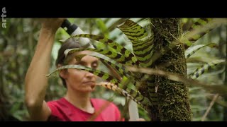 Broméliacées plantes qui fournit de leau et des nutriments par ses feuilles [upl. by Cleavland]