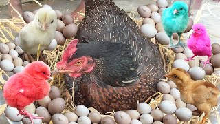 Magical MURGI Hen Harvesting Eggs to Chicks Video  Murgi ke Bacche BORN Story  FishCutting [upl. by Saint]