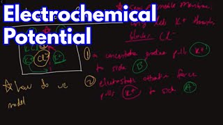 Electrochemical Potential and Equilibrium [upl. by Hugo]