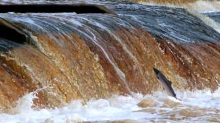 Kielder Water amp Forest Park [upl. by Nelluc]