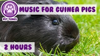 Over 2 Hours of Guinea Pig Music Relax Your Guinea Pig with Soothing Music EXTRA LONG VIDEO [upl. by Jessika]