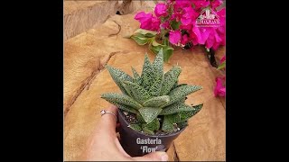 Quick Peek Gasteria Flow [upl. by Pry973]