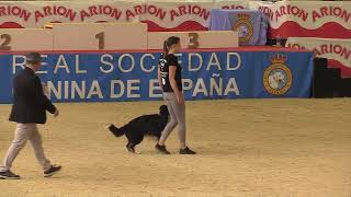 FCI World Championship Obedience 2023 – Christine HahnWings of Hope Eternal Hero  Finals [upl. by Sutsugua]