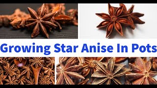 How To Grow Star Anise In Pots [upl. by Pallua]