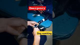 dog vomiting vomition of dog  dog vomiting treatment dogvomiting vomiting dog animals [upl. by Anivlem788]