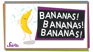 Where Do Bananas Come From  Botany for Kids [upl. by Feeley]