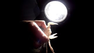 How to Catch Ghost Crabs on the Beach at Night [upl. by Einiffit24]