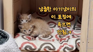 냥줍한 아기냥이 두마리를 집에 데려왔는데 2번 아기의 엄청난 비밀 그리고 이름 지었어요 [upl. by Ford]