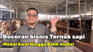 TERNAK SAPI MODERN KHUSUS MODAL BESAR [upl. by Aikemal]