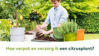 TERRASPLANTEN  Hoe verpot en verzorg ik een citrusplant [upl. by Gayner]