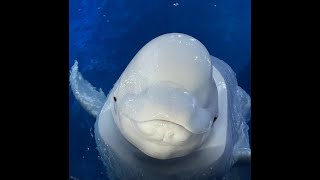 Top Ten Mind Blowing facts of Beluga Whales [upl. by Ellitnahc]