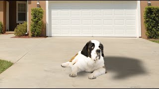 Lincoln  Saint Bernard Official Video [upl. by Dorree]