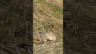 Northern Wheatear  Падкаменка звычайная birdenthusiast nature urbanbirding birdwatcher [upl. by Varney]