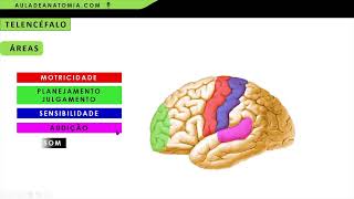 ÃREAS FUNCIONAIS DO TELENCÃ‰FALO neurologia anatomia neuroanatomia neurociencia neurologia [upl. by Adnirem]